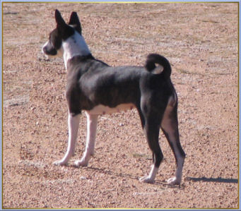 Mara