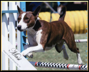 Masi taking the bar jump